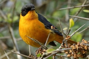 Durban: Dlinza Forest Birdwatching Tour