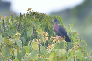 Durban: Dlinza Forest Birdwatching Tour