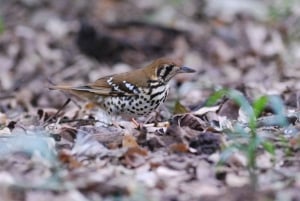 Durban: Dlinza Forest Birdwatching Tour