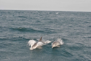 Durban: Durban: Whale and Dolphin Watching Boat Tour
