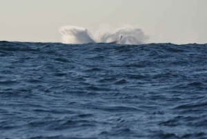 Durban: Durban: Whale and Dolphin Watching Boat Tour
