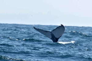 Durban: Passeio de barco para observação de baleias e golfinhos