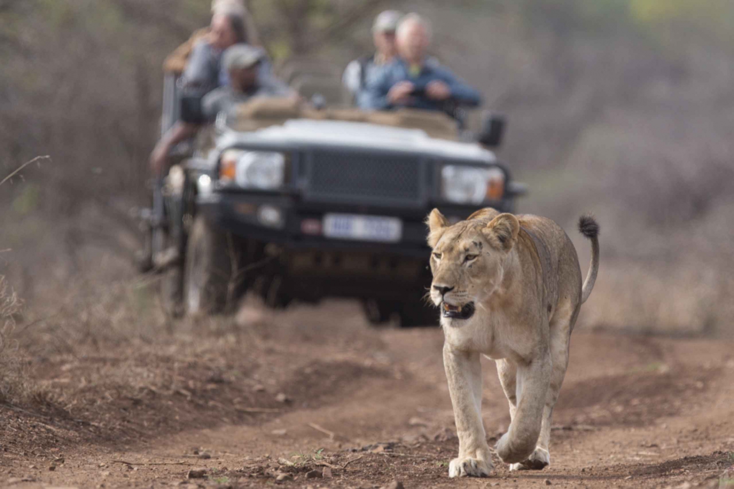 Durban: Full-Day Big 5 Private Game Reserve Safari w. Lunch