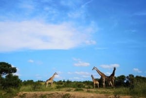 Durban: Ganztägige Big 5 Safari im Manyoni Private Game Reserve
