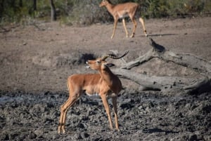 Durban: Heldagstur till Hluhluwe-iMfolozi Game Reserve med lunch