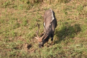 Durban: Heldagstur till Hluhluwe-iMfolozi Game Reserve med lunch
