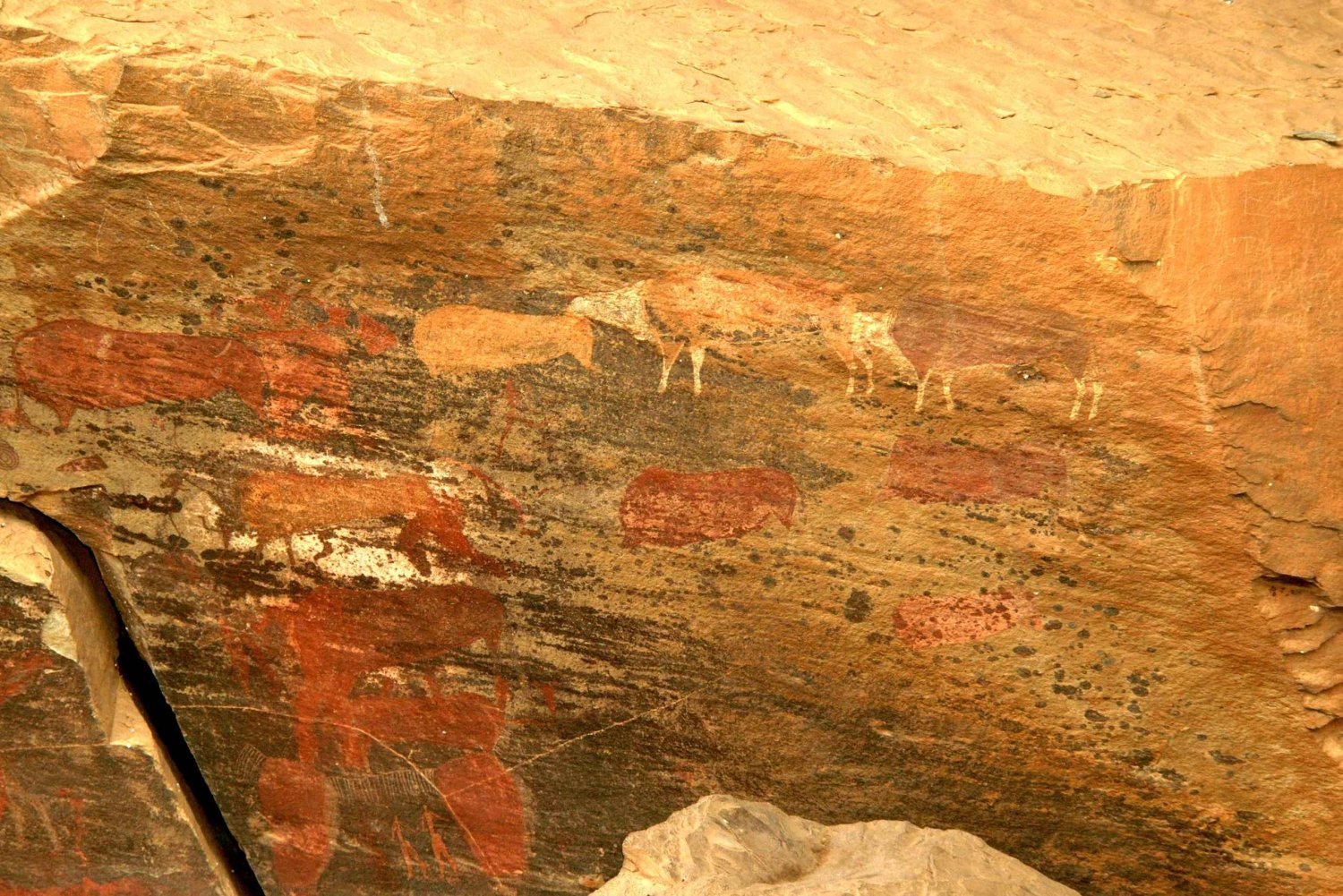 Durban : visite des peintures rupestres de Giants Cave et du site de la capture de Mandela