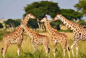 Durban: tour di mezza giornata del parco safari Phezulu e della città di Durban