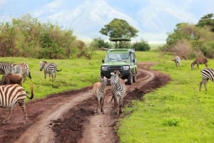 Durban: tour di mezza giornata del parco safari Phezulu e della città di Durban