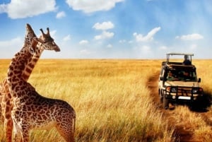 Durban: tour di mezza giornata del parco safari Phezulu e della città di Durban