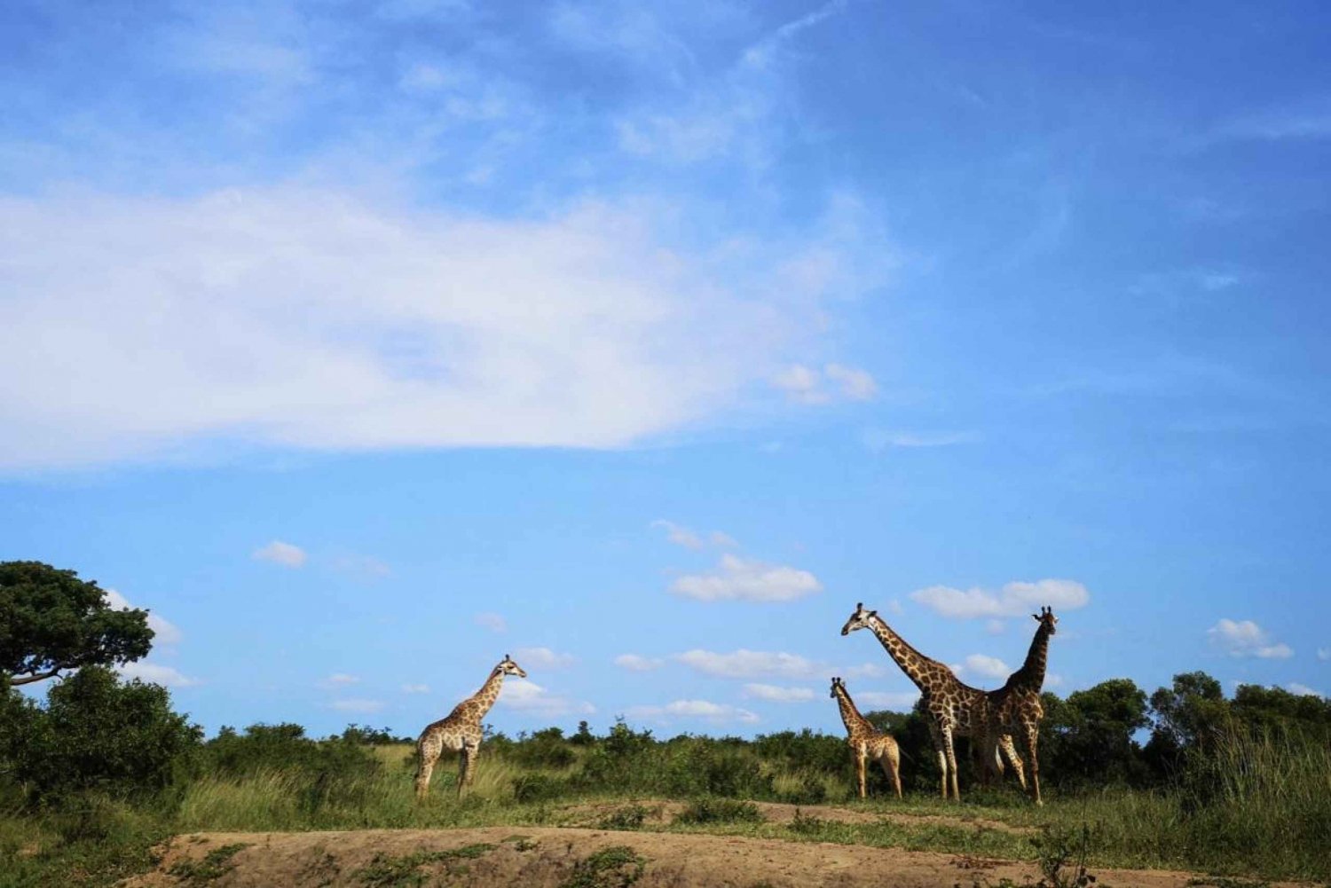 Durban: Hluhluwe Big 5 Safari com binóculos Pro Zeiss