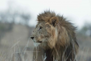 Durban: Hluhluwe Big 5 Safari with Pro Zeiss Binoculars