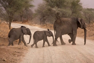 Durban: Hluhluwe Big 5 Safari with Pro Zeiss Binoculars