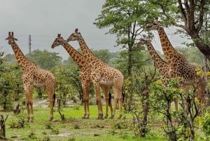 Durban: Hluhluwe-iMfolozi Game Reserve Full Day Tour