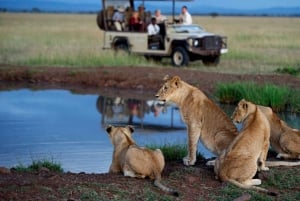 Durban: Hluhluwe-iMfolozi Game Reserve Full Day Tour