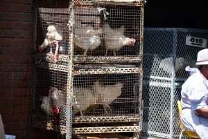 Durban: Lokale markeder og kultur guidet tur