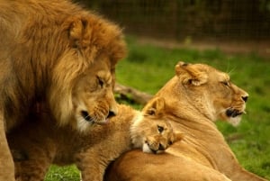 Durban: Natal Lion Park and Phezulu Safari Park Tour