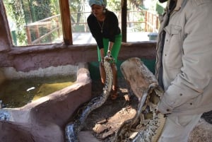Durban: Phezulu Cultural Village & Reptile Park Tour
