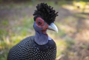 Durban: St Lucia Birdwatching Tour