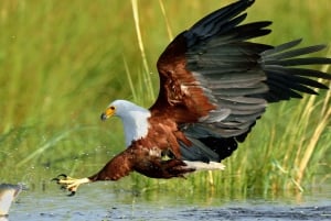 Durban: St Lucia Birdwatching Tour