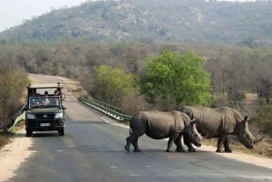 Durban: Tala Game Reserve, Phezulu Park, & Market Tour