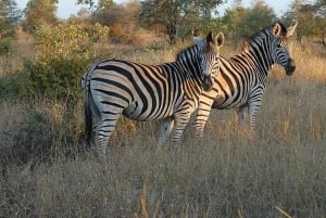 Durban: Tala Game Reserve, Phezulu Park, & Market Tour