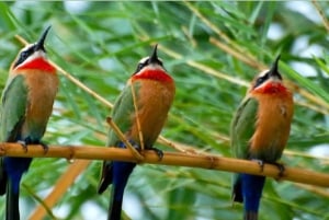 Durban: Tala Game Reserve, Phezulu Park, & Market Tour