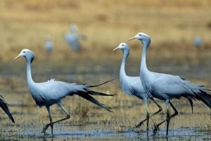 Durban: Tala Game Reserve, Phezulu Park, & Market Tour