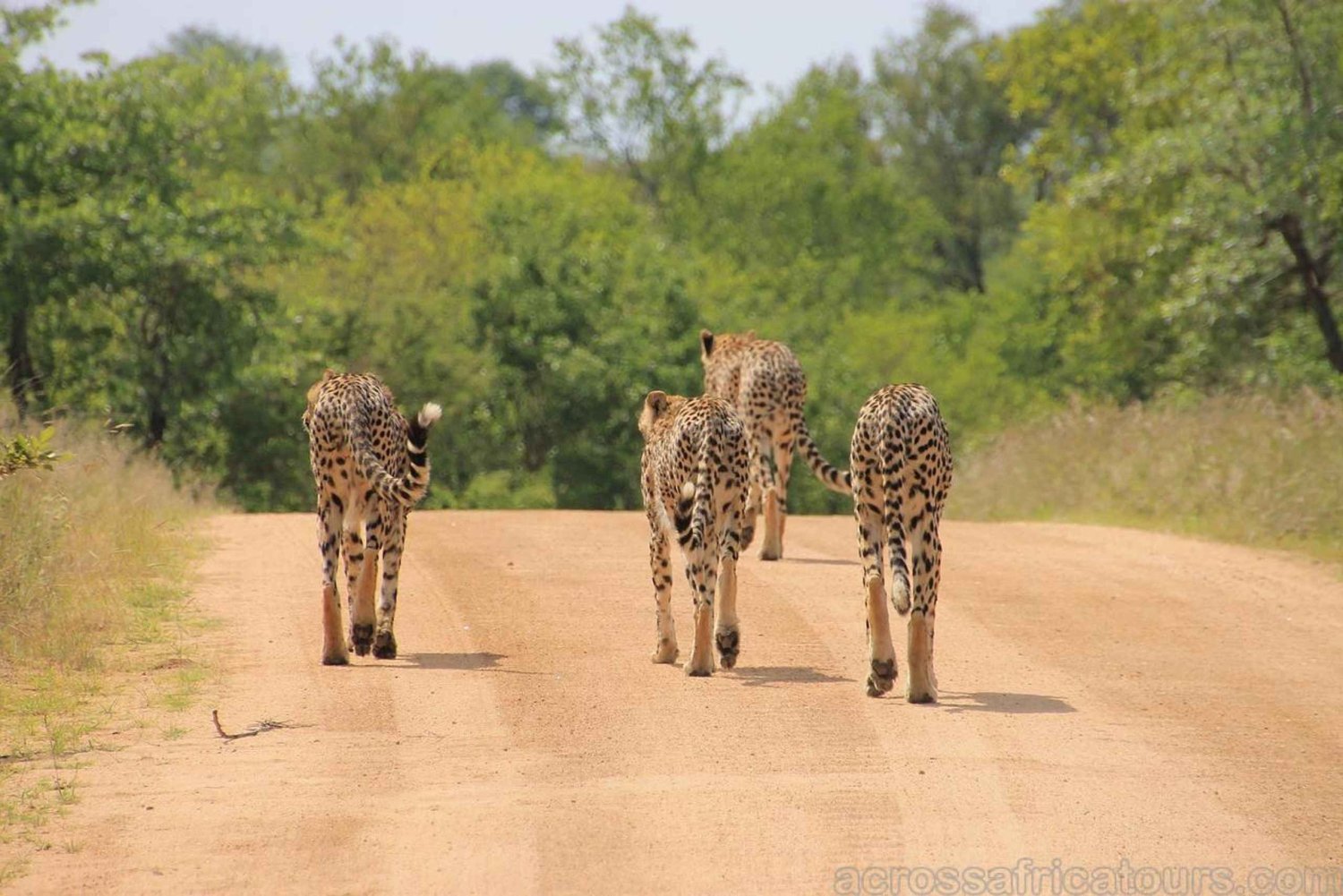 Durban-tur med golfupplevelse 7 dagar/6 nätter
