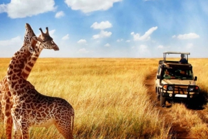 From Cape Town: 15-Day Great Adventure to Johannesburg