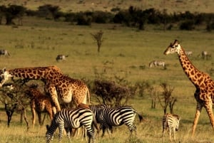 From Durban: 5-Day Zululand Tour