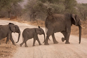 From Durban: Exclusive Big 5 Safari with Transfer