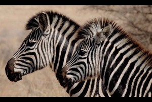 From Durban: Exclusive Big 5 Safari with Transfer