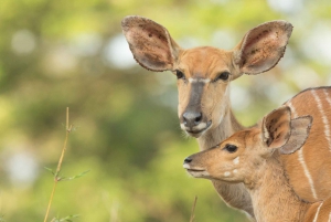 From Durban: Exclusive Big 5 Safari with Transfer