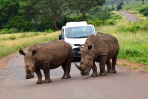 Von Durban aus: Erlebe zwei Big 5 Wildreservate an einem Tag