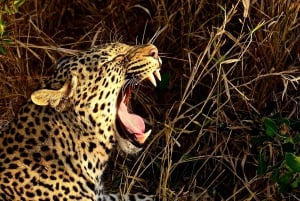Von Durban aus: Erlebe zwei Big 5 Wildreservate an einem Tag