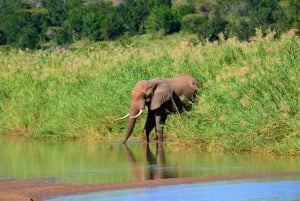 Von Durban aus: Erlebe zwei Big 5 Wildreservate an einem Tag