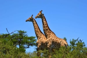 Von Durban aus: Erlebe zwei Big 5 Wildreservate an einem Tag
