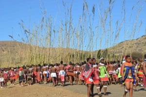 From Durban: Full Day Annual Royal Reed Dance Tour