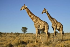From Durban: Half-Day Private Safari Tour