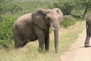 Vanuit Durban: safaritocht van een halve dag