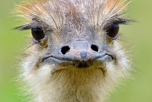 ダーバン発：半日サファリツアー