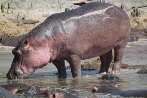 From Durban: Isimangaliso HalfDay Hippo and Croc Boat Cruise