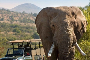 Au départ de Durban : Visite d'une demi-journée du Lion Park et de la Tala Game Reserve