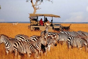 Из Дурбана: тур на полдня в Lion Park и Tala Game Reserve