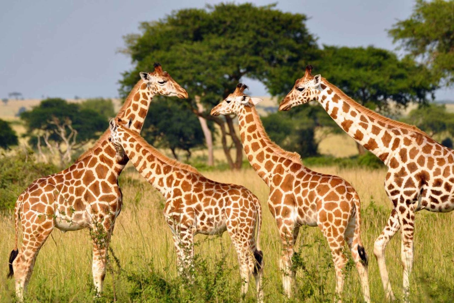 From Durban: Natal Park and Tala Game Reserve half day Tour