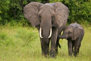 From Durban: Natal Park and Tala Game Reserve half day Tour
