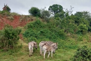 From Durban: Natal Park and Tala Game Reserve half day Tour