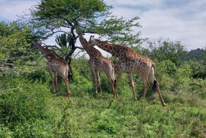 From Durban: Natal Park and Tala Game Reserve half day Tour