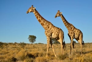 Fra Durban: Safari og dagstur til PheZulu Village